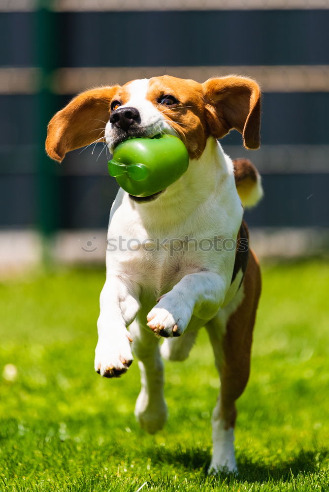 Similar – Image, Stock Photo Dog with ball Nature