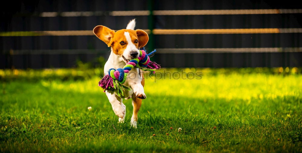 Similar – Dog in the grass, looking for something?