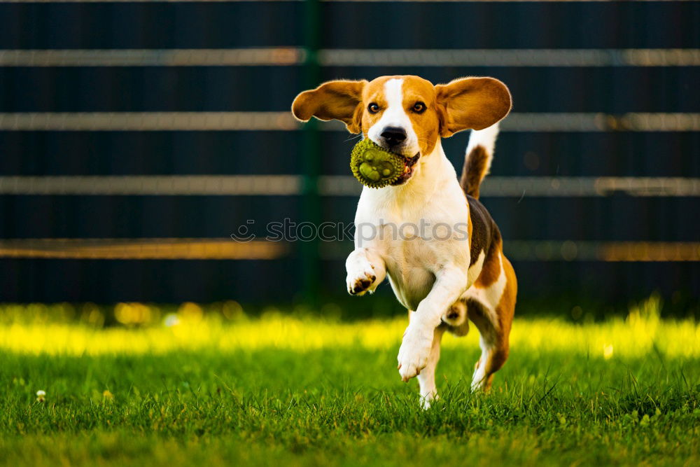 Similar – Dog in the grass, looking for something?