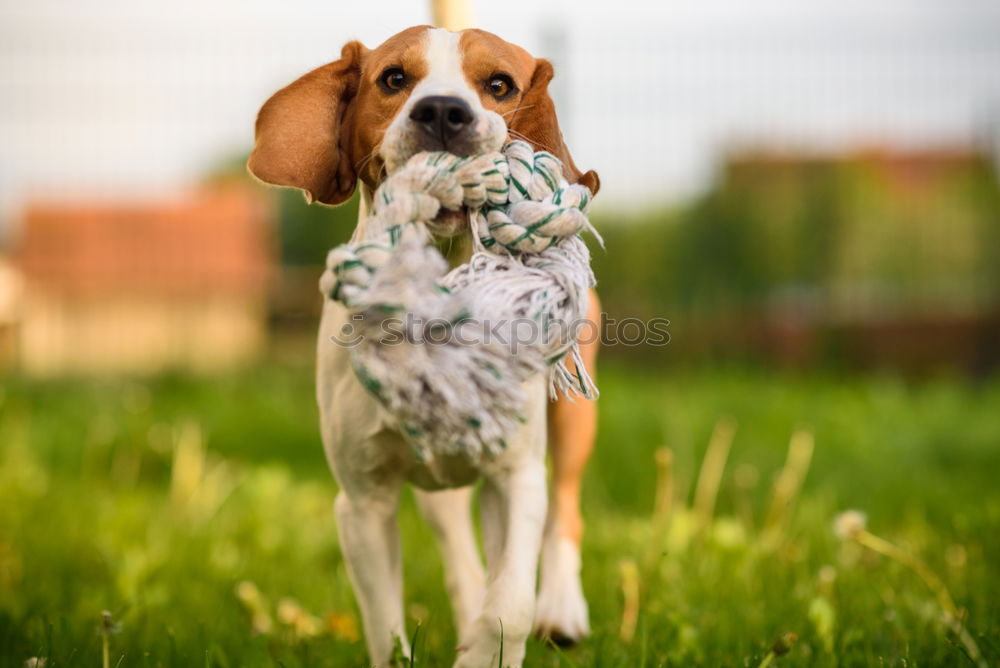 Similar – Image, Stock Photo woman giving watermelon to her dog in the garden