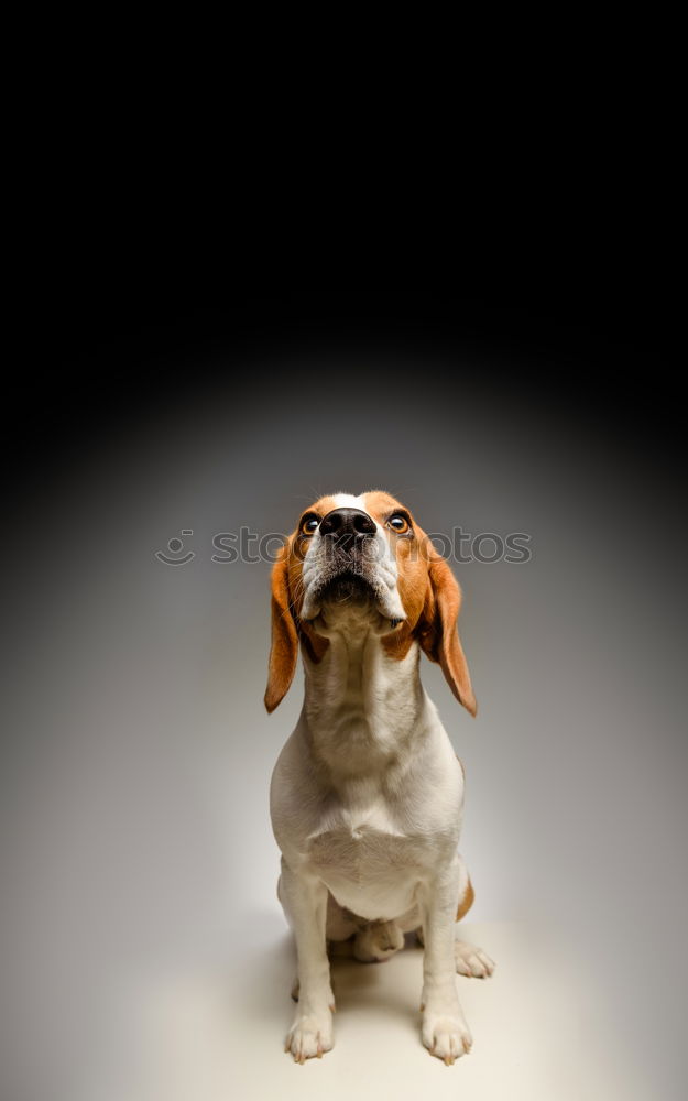 Similar – Image, Stock Photo You again… Pet Dog 1