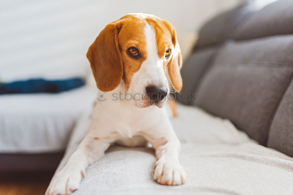 Similar – cute small jack russell dog at home waiting to eat his food in a bowl. Pets indoors