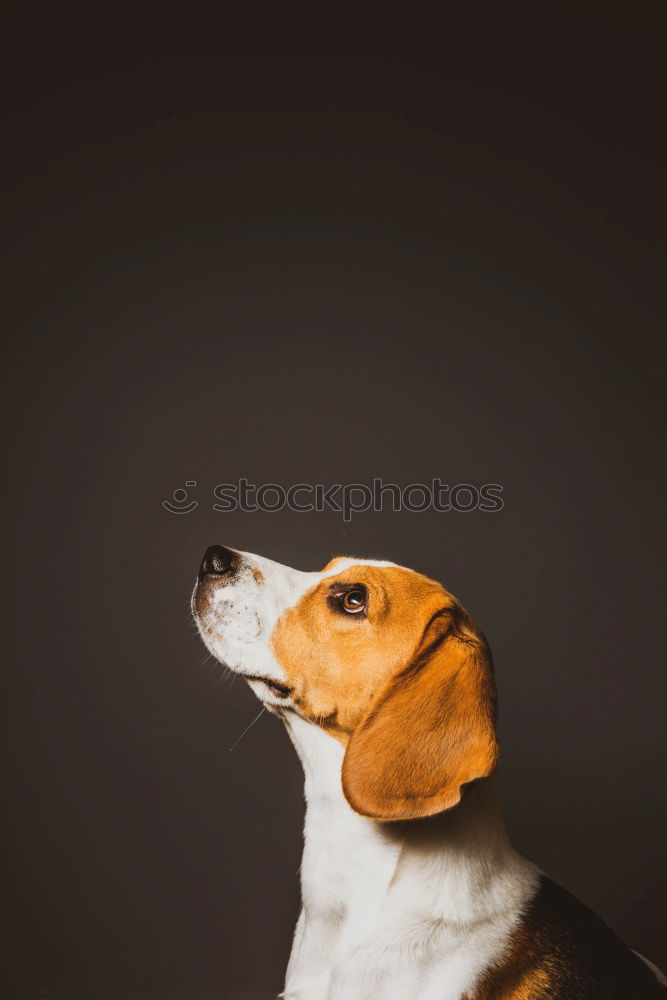 Similar – boy hugging his dog