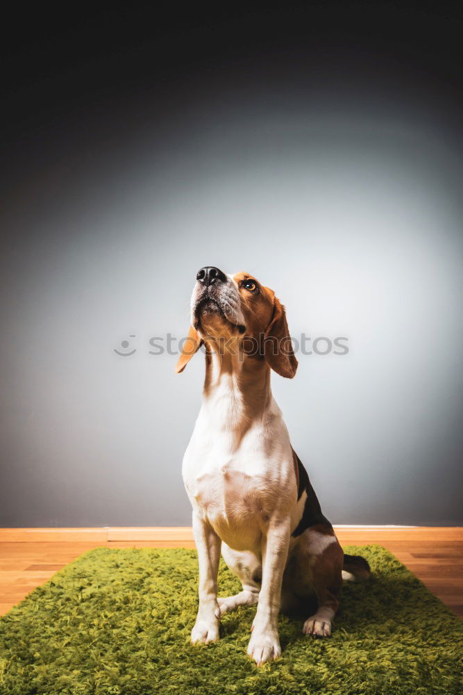 Similar – Image, Stock Photo Young woman feeding Beagle at a table in the kitchen in front of turquoise wall at the table