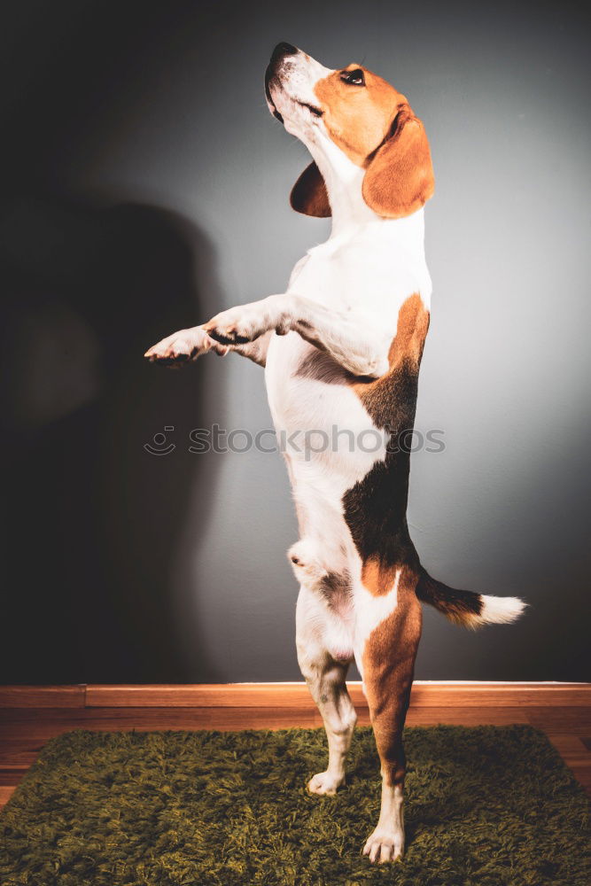 Similar – Boston Terrier Studio Portrait