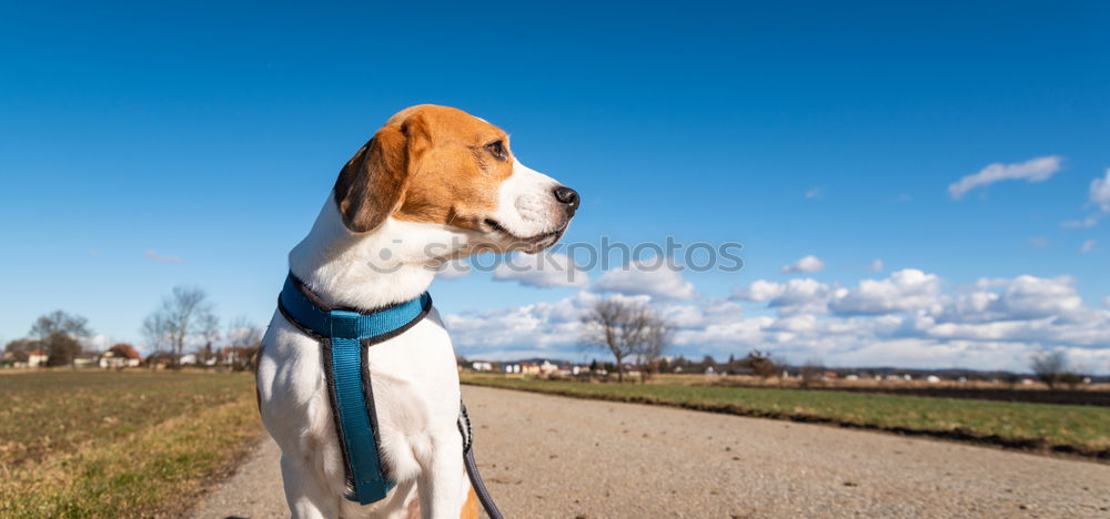 Similar – Spring joys Dalmatian Dog