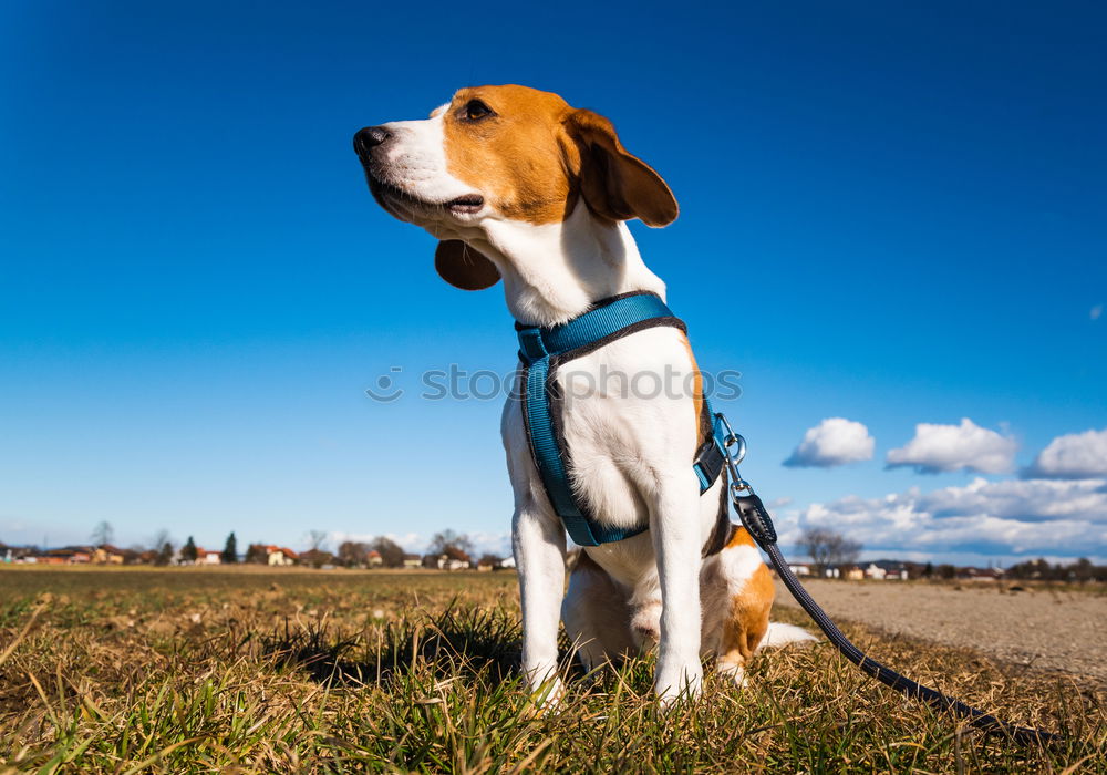 Similar – Image, Stock Photo beagle portrait Friendship