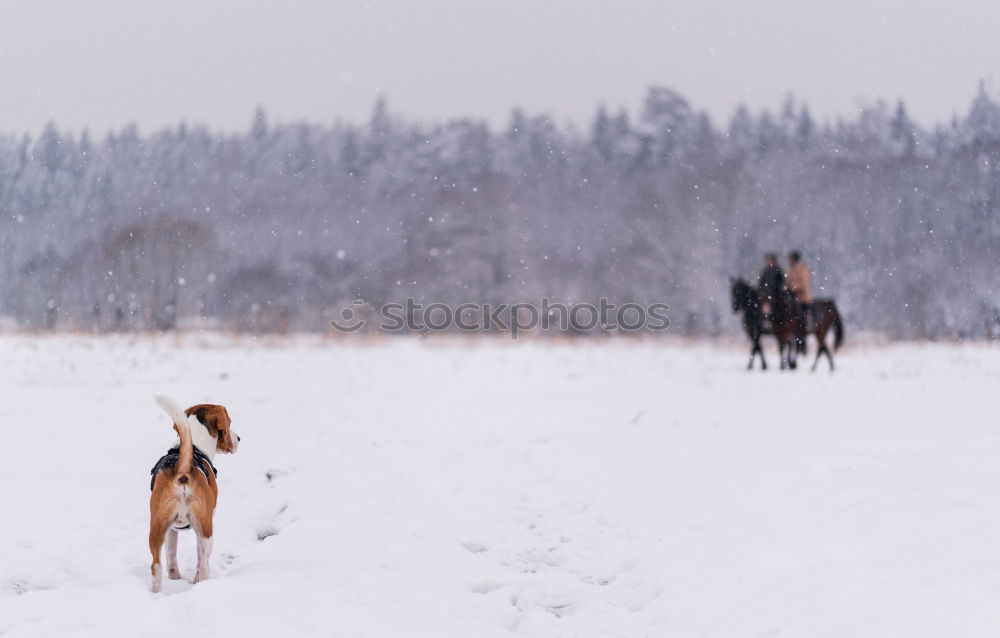 Similar – carriage ride Trip Winter