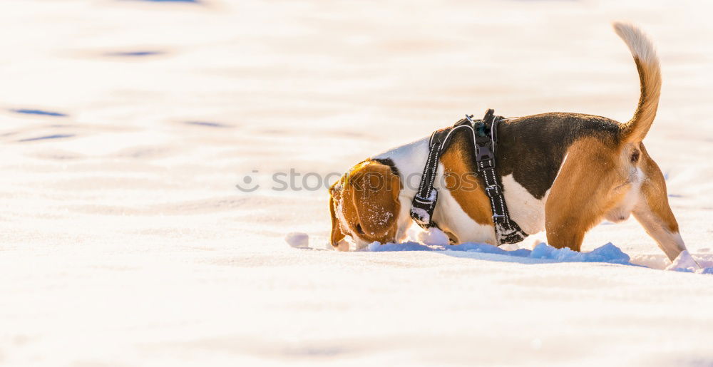 Similar – Image, Stock Photo Puppy at the beach of Kalpitiya, Sri Lanka