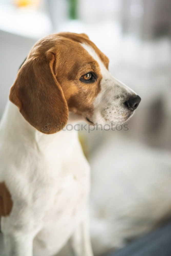 Similar – cute small jack russell dog at home waiting to eat his food in a bowl. Pets indoors