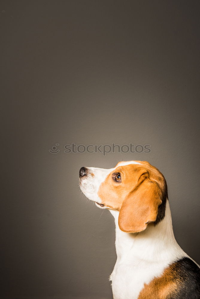 Similar – Image, Stock Photo Dog in front of wooden hut