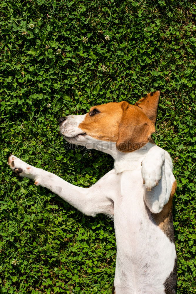 Similar – Image, Stock Photo cat