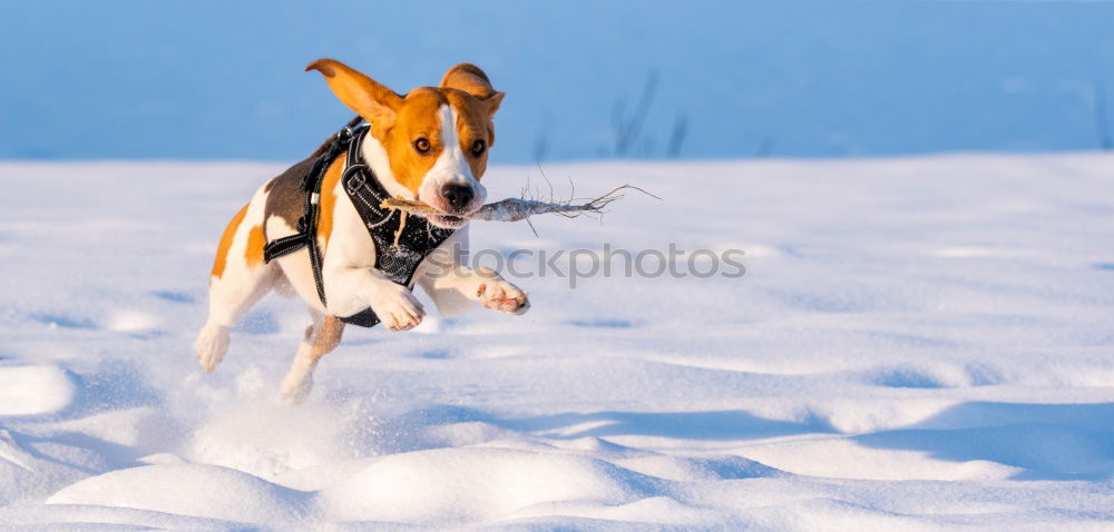 Similar – snow hare Nature Winter