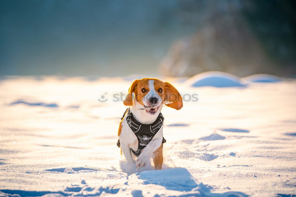 Similar – Berhardiner Dog Playing