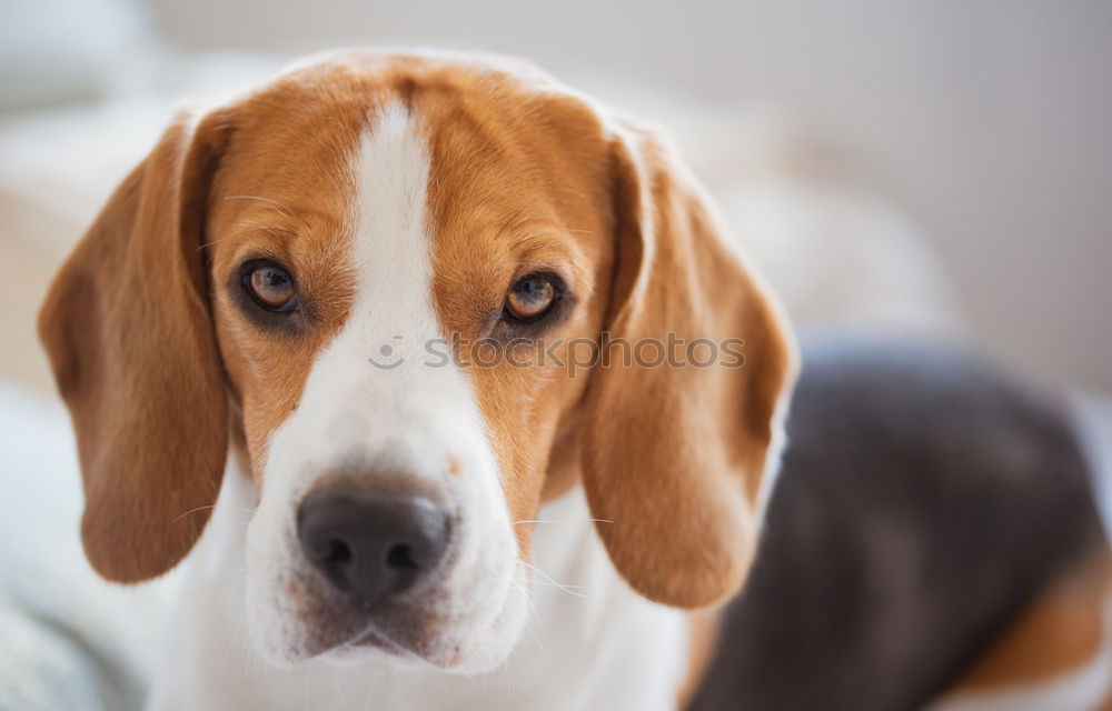 Similar – Image, Stock Photo The Chinese Dog Kitchen