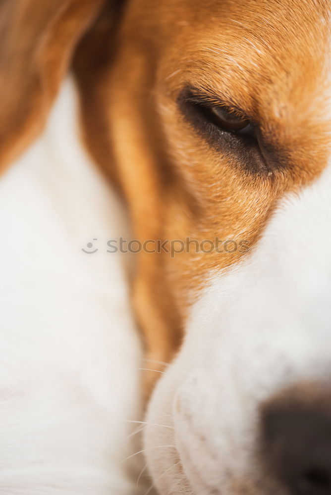 Image, Stock Photo Dogs Nose Animal Pelt