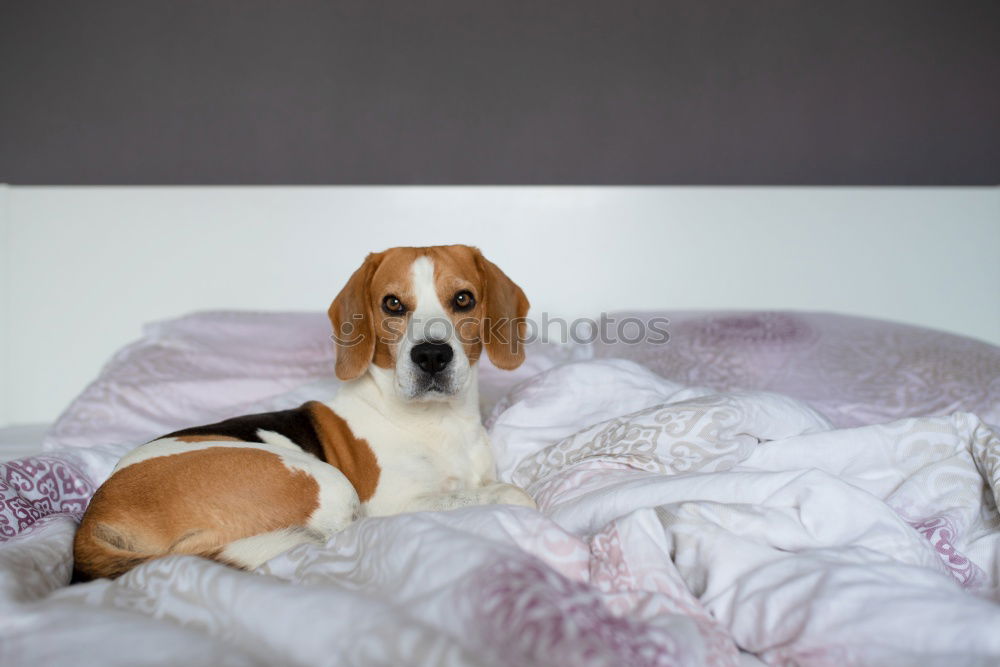 Similar – Image, Stock Photo Small dog with teddy bear under a checkered blanket