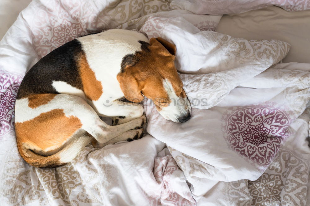 Similar – Image, Stock Photo Small dog with teddy bear under a checkered blanket