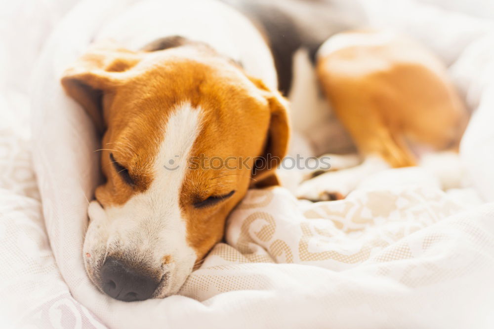 Similar – Image, Stock Photo cute dog sleeping on bed, white sheets.morning