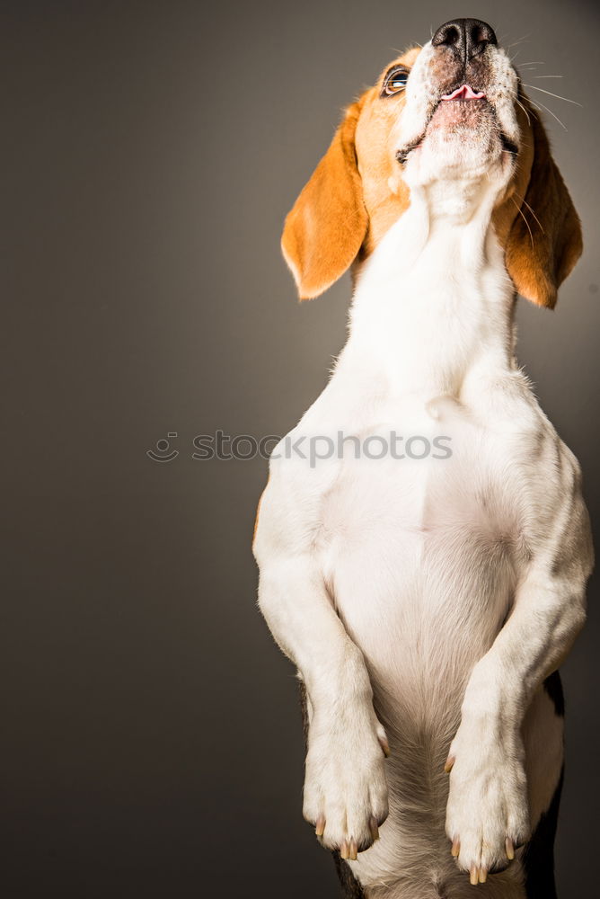 Similar – Jack Russel Terrier Dog Barking with teeth showing