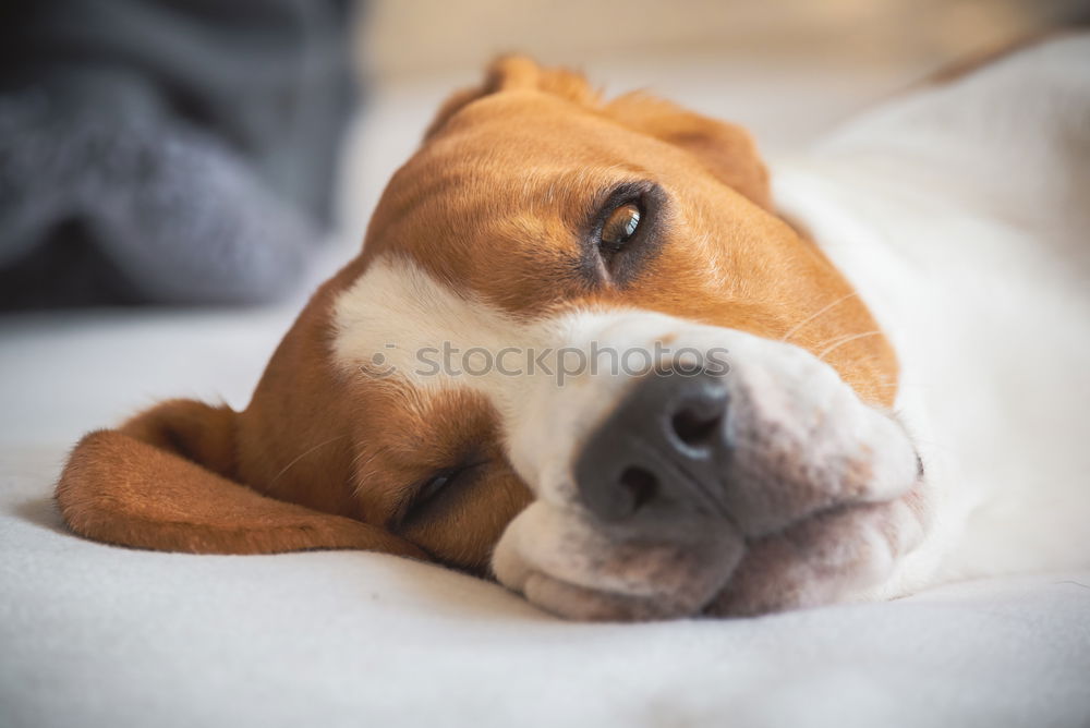 Similar – close up portrait of a cute small dog sitting on bed