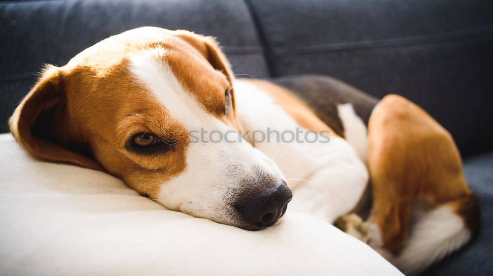 Similar – Sleepy Puppy Animal Pet