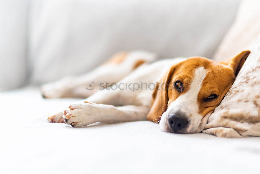 Similar – cute small dog lying on bed. Pets indoors. Relax concept