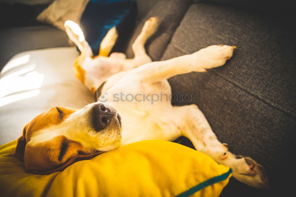 Similar – Image, Stock Photo It’s the hard dog life