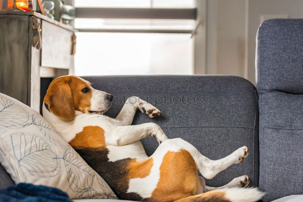 Similar – Foto Bild Junge Frau liegt auf dem Rücken und streichelt einen kleinen Terrier Hund auf einem grauen Sofa