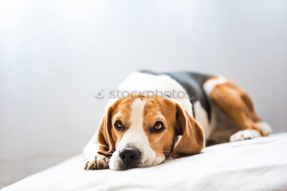 Similar – close up portrait of a cute small dog sitting on bed