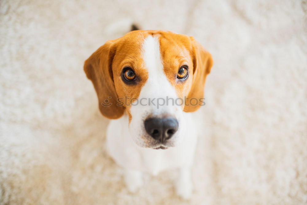 Similar – Image, Stock Photo cute young small white dog wearing a modern bowtie. Sitting on the wood floor and looking at the camera.White background. Pets indoors