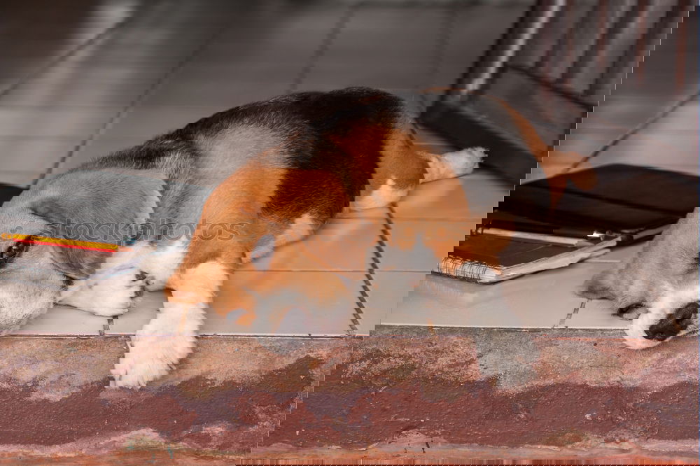 Similar – Foto Bild Hund angeleint vor einem Geschäft