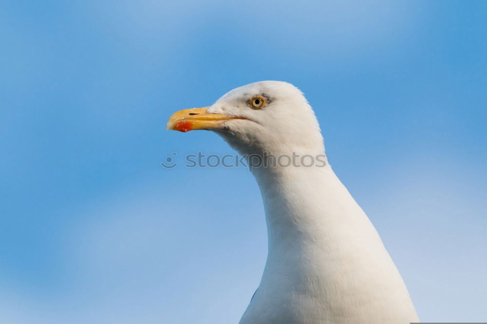 Swan, wry neck Elegant