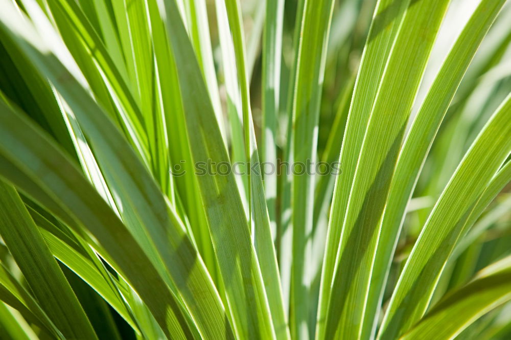 Similar – Chlorophyll on ice Green