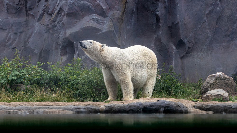 Similar – Foto Bild Eisbär Tier Zoo Aalborg