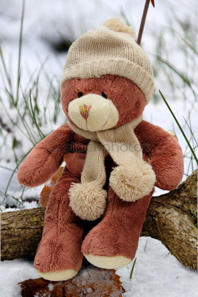 Similar – old teddy bear in a scarf sits on white snow