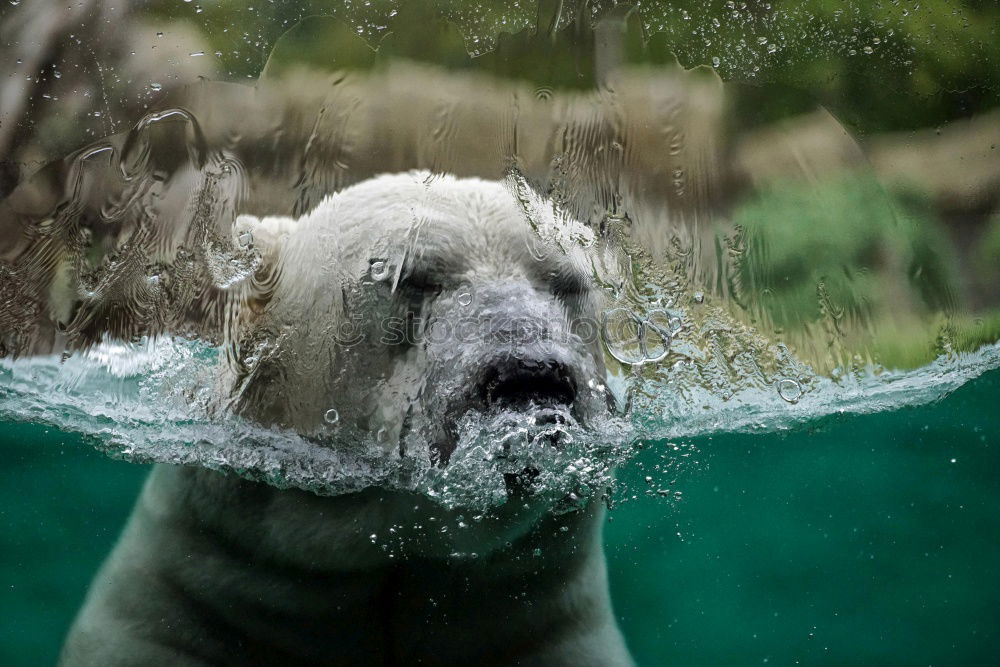 Similar – Image, Stock Photo polar bear Polar Bear