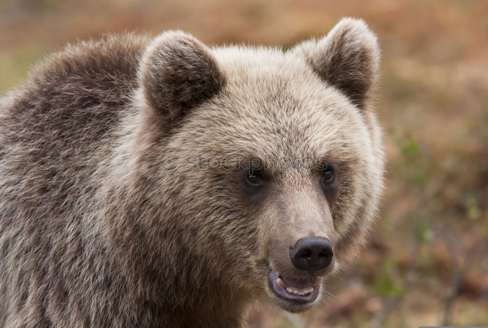 Similar – Image, Stock Photo Brown Bear (Ursus Arctos) Portrait