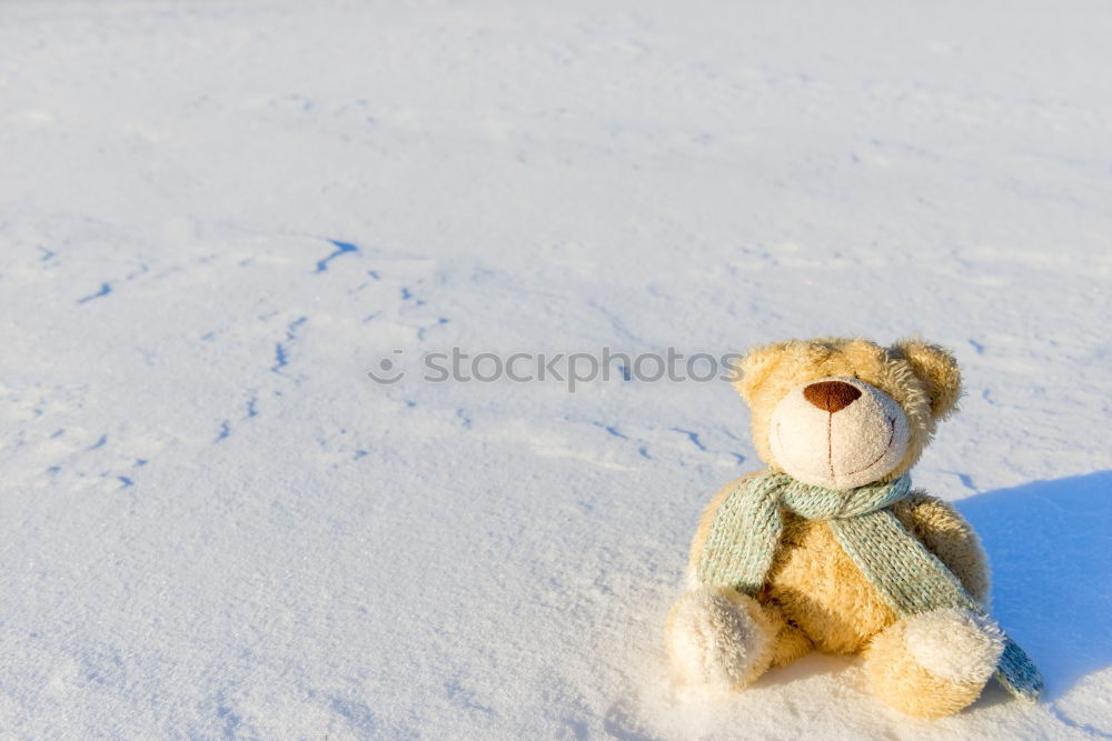 Similar – old teddy bear in a scarf sits on white snow