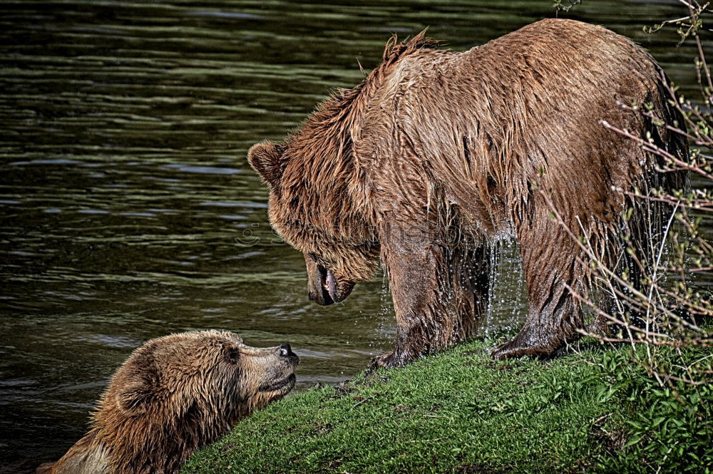 Similar – Image, Stock Photo Two bears having a serious conversation in a river