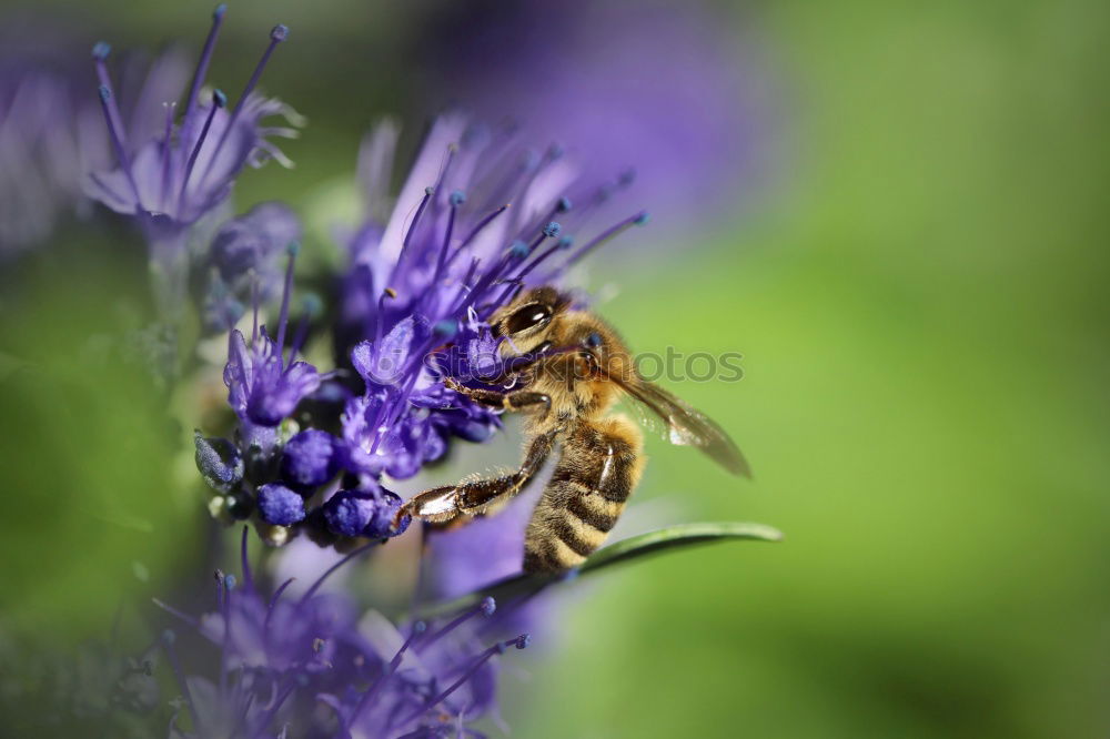 Similar – Bumblebee Collects Nectar On Top Of Purple Flower