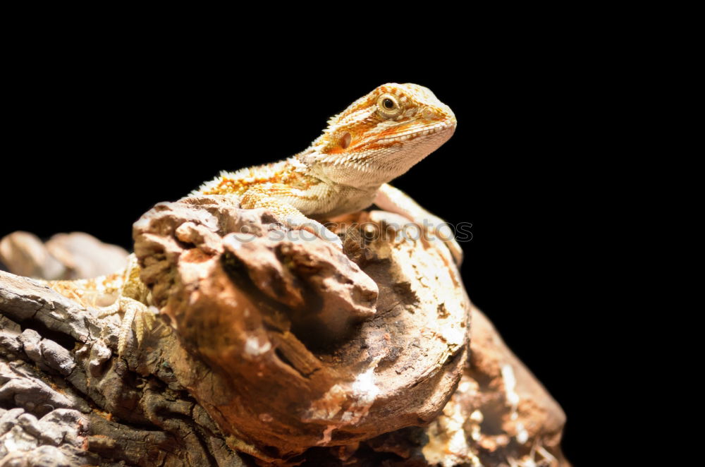 Similar – portrait of cute garlic toad