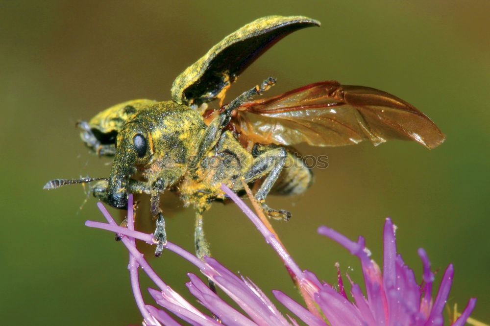 Similar – Käfer Ernährung Blüte Tier