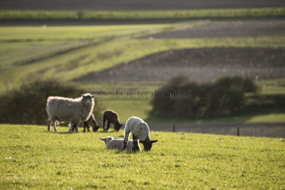 Similar – Fleeing sheep Farm animal