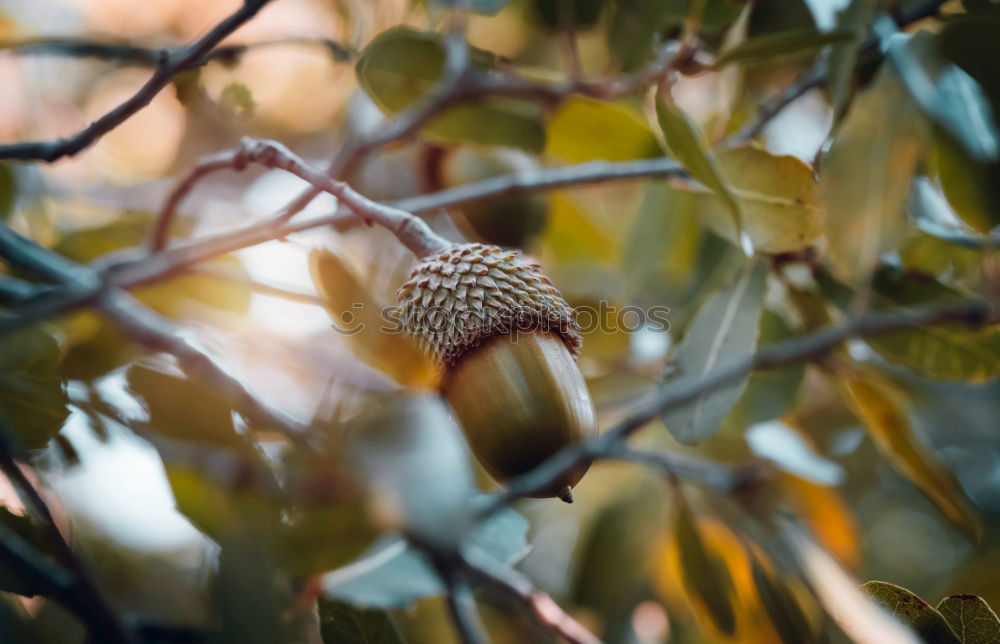 Similar – Image, Stock Photo chestnuts Environment