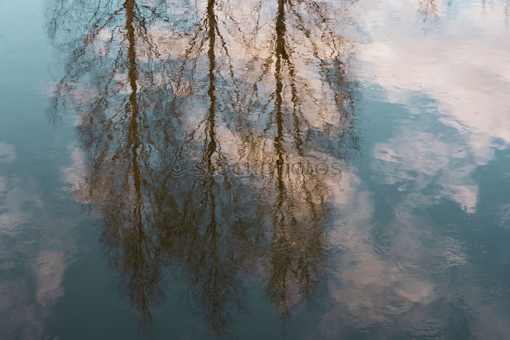 Similar – Foto Bild Das Licht am Ende des Stammes