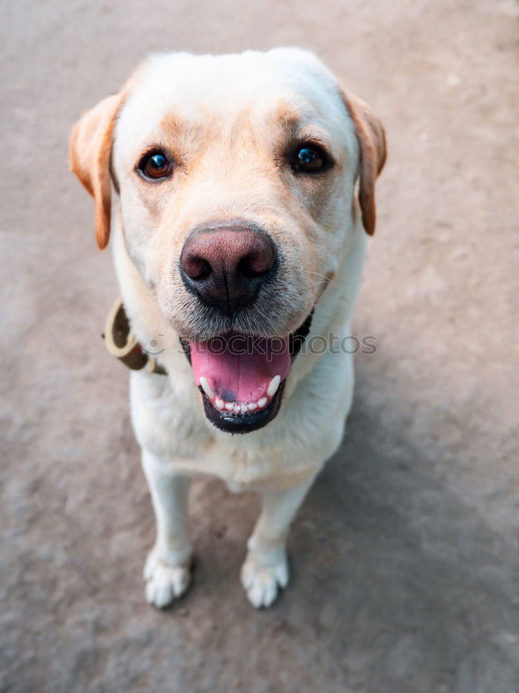 Similar – Image, Stock Photo portrait outdoors of a cute happy small dog outdoors