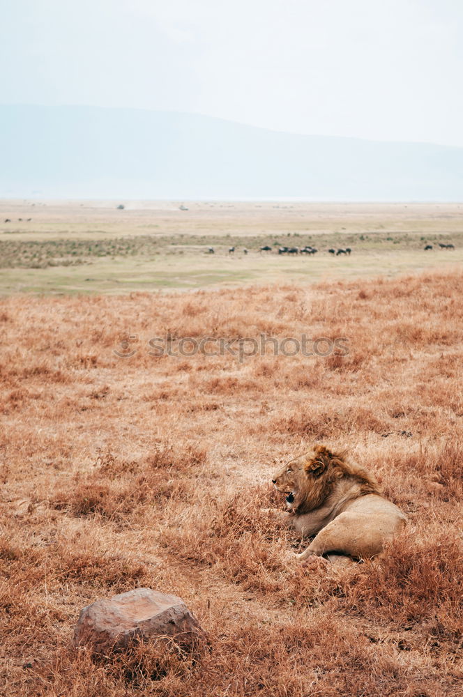 Similar – Image, Stock Photo #A# Desert animal