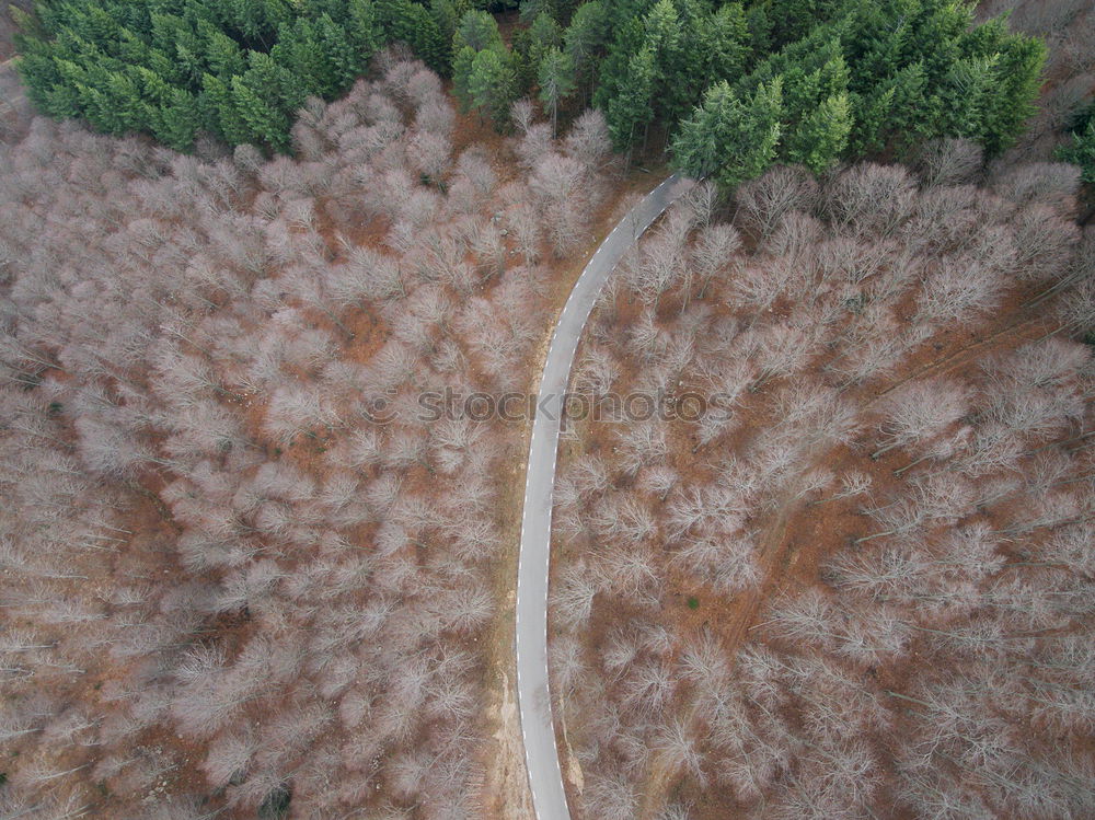 Similar – Image, Stock Photo Small road in a forest seen from above