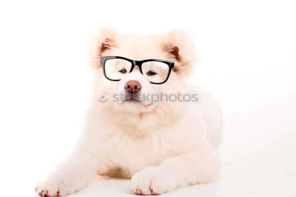 Similar – funny dog with sunglasses on white background